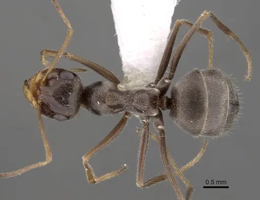 Myrmecocystus yuma specimen CASENT0280524 image casent0280524_1