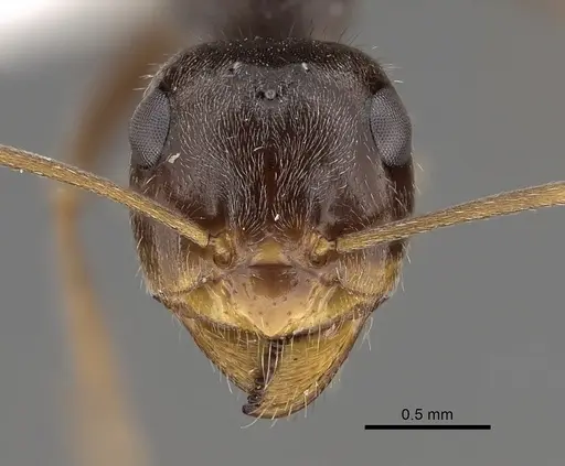 Myrmecocystus yuma specimen CASENT0280524 image casent0280524_2