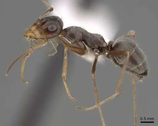 Myrmecocystus yuma specimen CASENT0280524 image casent0280524_3