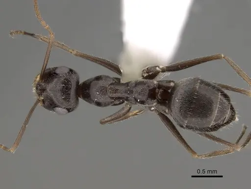 Myrmecocystus yuma specimen CASENT0280525 image casent0280525_1