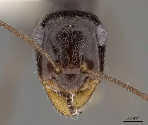 Myrmecocystus yuma specimen CASENT0280525 image casent0280525_2