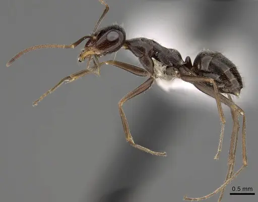 Myrmecocystus yuma specimen CASENT0280525 image casent0280525_3