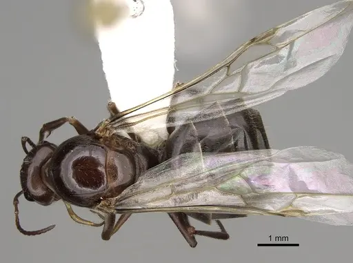 Myrmecocystus yuma specimen CASENT0862016 image casent0862016_1