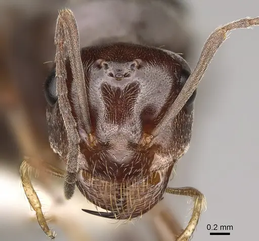 Myrmecocystus yuma specimen CASENT0862016 image casent0862016_2