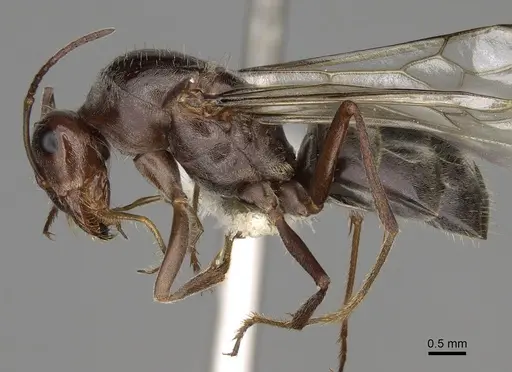 Myrmecocystus yuma specimen CASENT0862016 image casent0862016_3