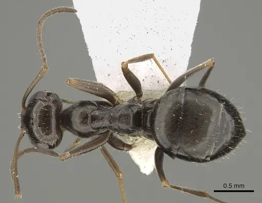 Myrmecocystus yuma specimen CASENT0923359 image casent0923359_1