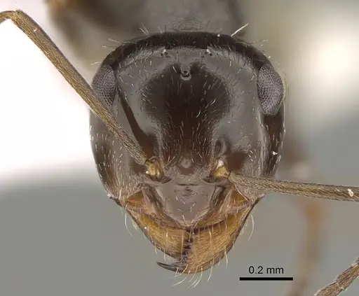 Myrmecocystus yuma specimen CASENT0923359 image casent0923359_2