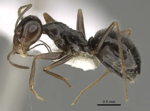 Myrmecocystus yuma specimen CASENT0923359 image casent0923359_3