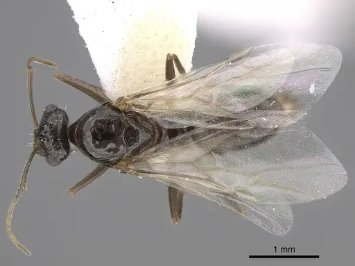 Myrmecocystus yuma specimen CASENT0923365 image casent0923365_1