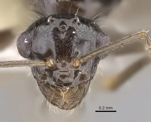 Myrmecocystus yuma specimen CASENT0923365 image casent0923365_2