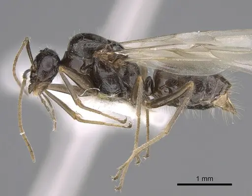 Myrmecocystus yuma specimen CASENT0923365 image casent0923365_3