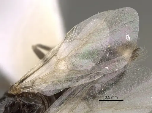 Myrmecocystus yuma specimen CASENT0923365 image casent0923365_4