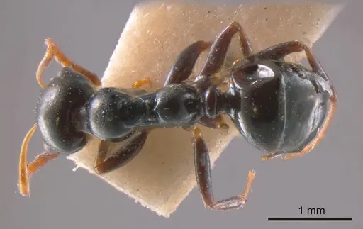 Myrmecorhynchus carteri specimen ANTWEB1008212 image antweb1008212_1