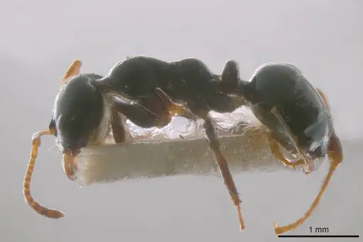 Myrmecorhynchus carteri specimen ANTWEB1008212 image antweb1008212_2
