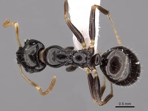 Myrmecorhynchus carteri specimen CASENT0280536 image casent0280536_1
