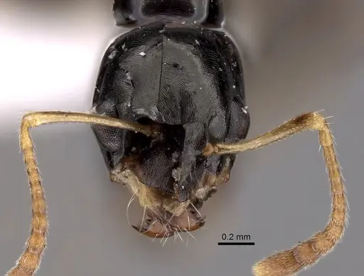Myrmecorhynchus carteri specimen CASENT0280536 image casent0280536_2