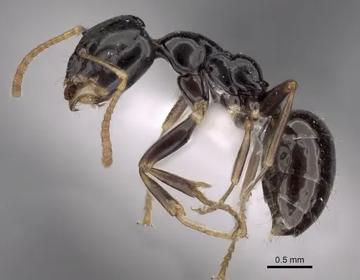 Myrmecorhynchus carteri specimen CASENT0280536 image casent0280536_3