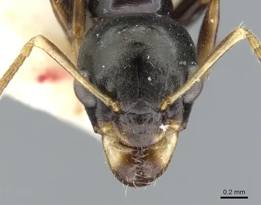 Myrmecorhynchus carteri specimen CASENT0903253 image casent0903253_2