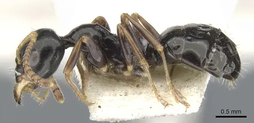 Myrmecorhynchus carteri specimen CASENT0903253 image casent0903253_3