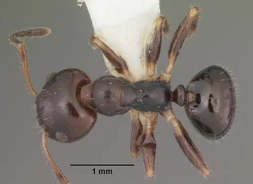 Myrmecorhynchus emeryi specimen CASENT0010929 image casent0010929_1