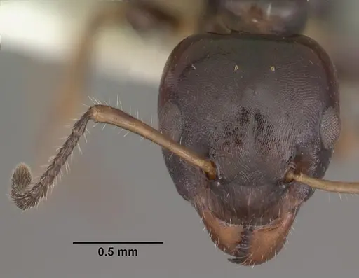 Myrmecorhynchus emeryi specimen CASENT0010929 image casent0010929_2