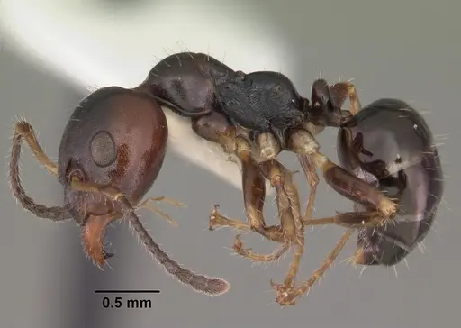 Myrmecorhynchus emeryi specimen CASENT0010929 image casent0010929_3