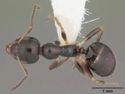 Myrmecorhynchus emeryi specimen CASENT0010930 image casent0010930_1
