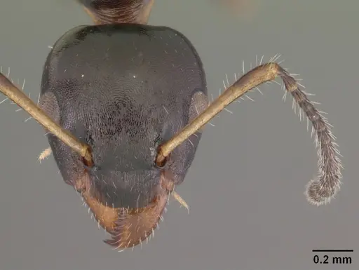 Myrmecorhynchus emeryi specimen CASENT0010930 image casent0010930_2