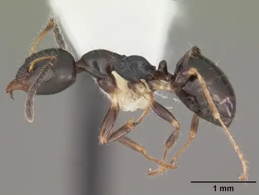 Myrmecorhynchus emeryi specimen CASENT0010930 image casent0010930_3