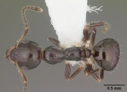 Myrmecorhynchus emeryi specimen CASENT0010931 image casent0010931_1