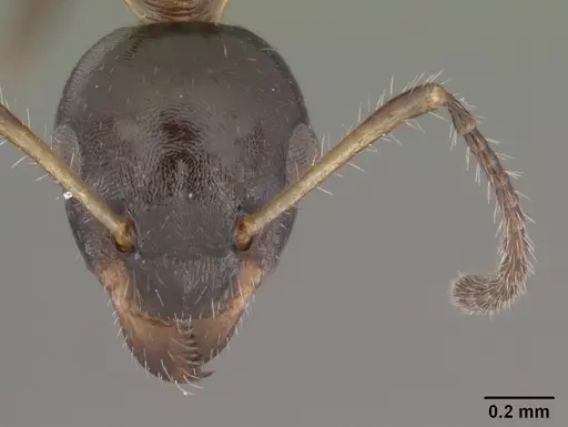 Myrmecorhynchus emeryi specimen CASENT0010931 image casent0010931_2