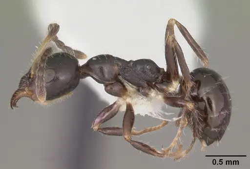 Myrmecorhynchus emeryi specimen CASENT0010931 image casent0010931_3