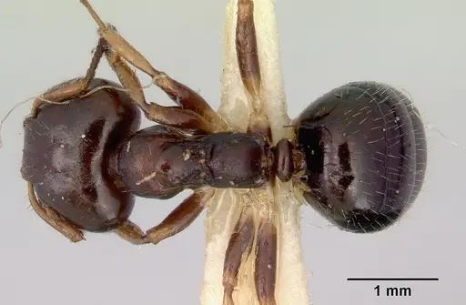 Myrmecorhynchus emeryi specimen CASENT0172032 image casent0172032_1