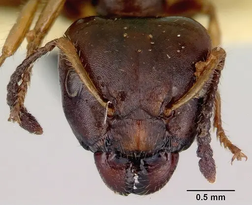Myrmecorhynchus emeryi specimen CASENT0172032 image casent0172032_2