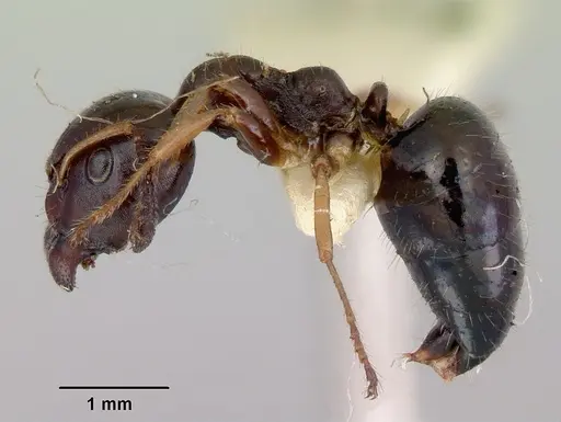 Myrmecorhynchus emeryi specimen CASENT0172032 image casent0172032_3