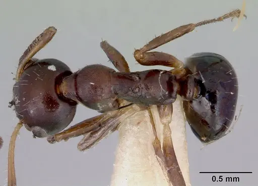 Myrmecorhynchus emeryi specimen CASENT0172033 image casent0172033_1