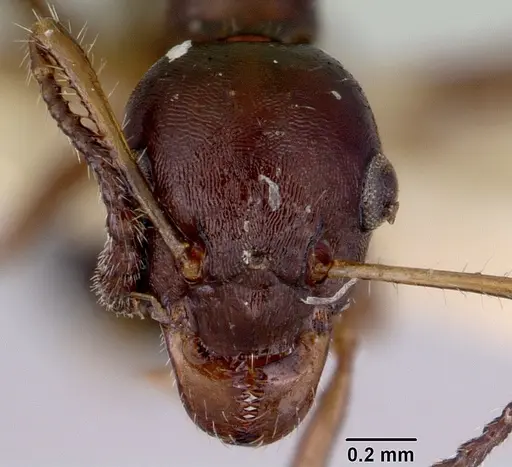 Myrmecorhynchus emeryi specimen CASENT0172033 image casent0172033_2