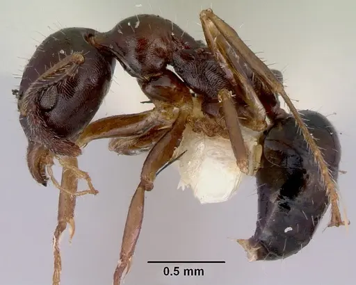 Myrmecorhynchus emeryi specimen CASENT0172033 image casent0172033_3