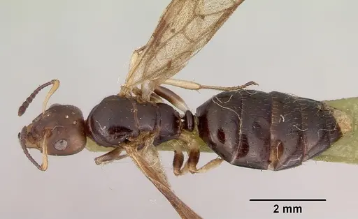 Myrmecorhynchus emeryi specimen CASENT0172034 image casent0172034_1