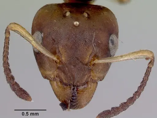 Myrmecorhynchus emeryi specimen CASENT0172034 image casent0172034_2