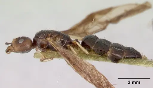 Myrmecorhynchus emeryi specimen CASENT0172034 image casent0172034_3
