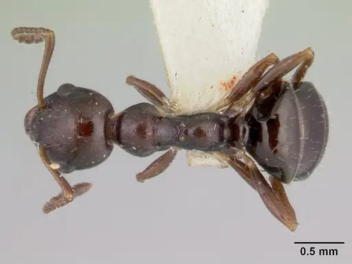Myrmecorhynchus emeryi specimen CASENT0173619 image casent0173619_1
