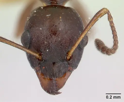 Myrmecorhynchus emeryi specimen CASENT0173619 image casent0173619_2