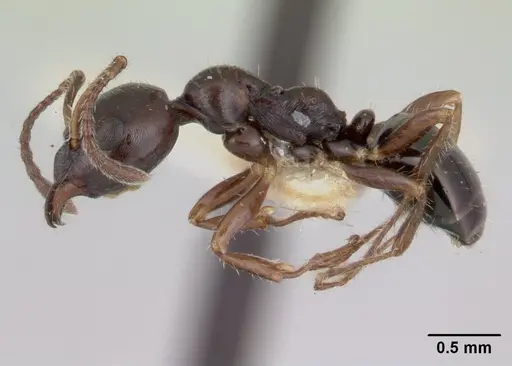 Myrmecorhynchus emeryi specimen CASENT0173619 image casent0173619_3