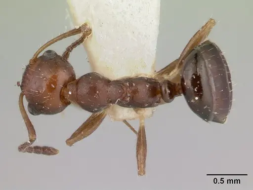 Myrmecorhynchus emeryi specimen CASENT0178500 image casent0178500_1