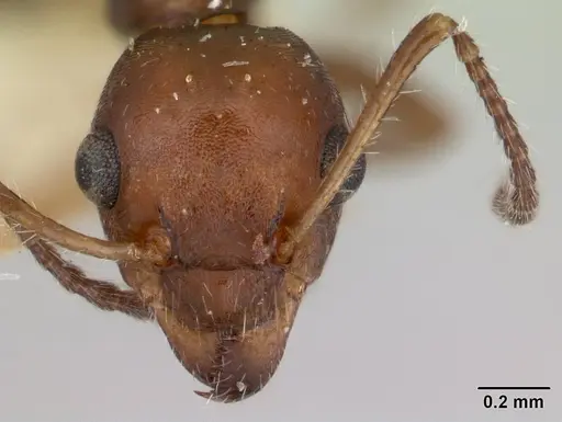 Myrmecorhynchus emeryi specimen CASENT0178500 image casent0178500_2