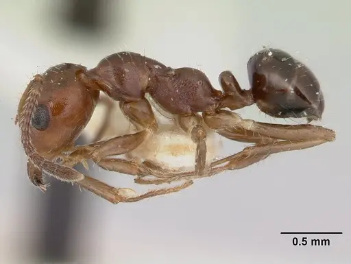 Myrmecorhynchus emeryi specimen CASENT0178500 image casent0178500_3