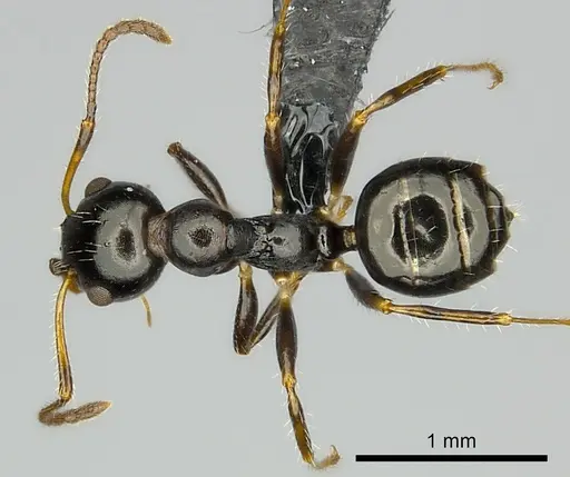 Myrmecorhynchus emeryi specimen CASENT0227590 image casent0227590_1