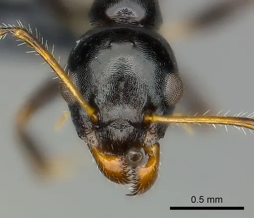 Myrmecorhynchus emeryi specimen CASENT0227590 image casent0227590_2
