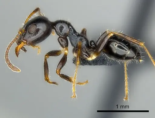 Myrmecorhynchus emeryi specimen CASENT0227590 image casent0227590_3